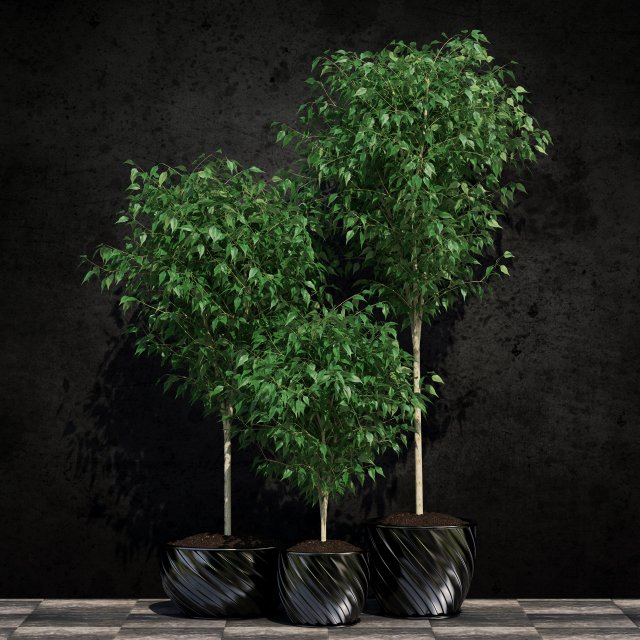 ficus benjamina 3D Model .c4d .max .obj .3ds .fbx .stl .blend