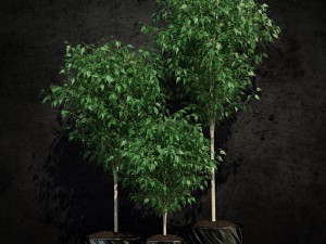 ficus benjamina 3D Model