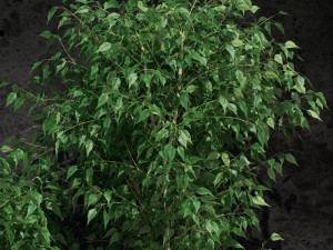 ficus benjamina 3D Model