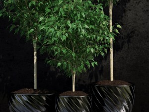 ficus benjamina 3D Model