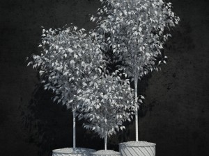 ficus benjamina 3D Model