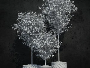 ficus benjamina 3D Model