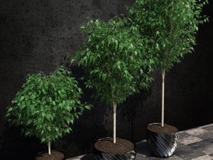 ficus benjamina 3D Model