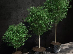 ficus benjamina 3D Model