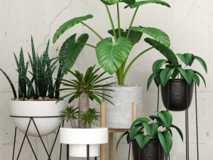 plant 27 3Dモデル