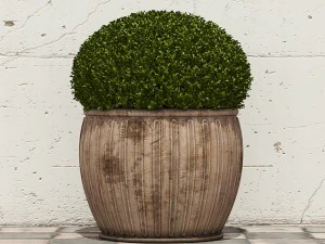 plant 29 3D Model