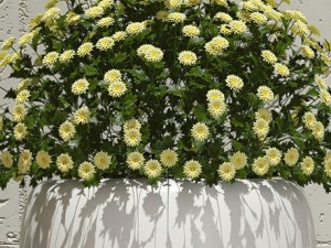 plant 30 3D Модель
