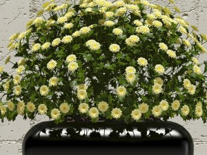 plant 30 3D Модель