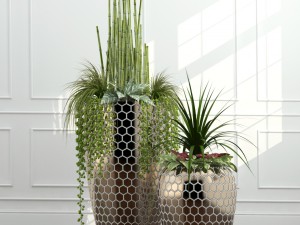 room plants 12 3D Model