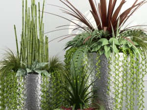 room plants 12 3D Model