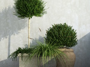 plant 36 3D Model