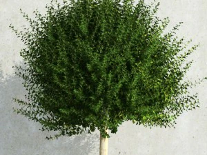 plant 36 3D Model