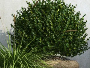 plant 36 3D Model