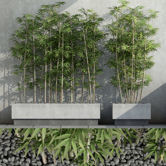 bamboo 03 3D 模型 .c4d .max .obj .3ds .fbx .stl .blend 