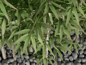 bamboo 03 3D 模型