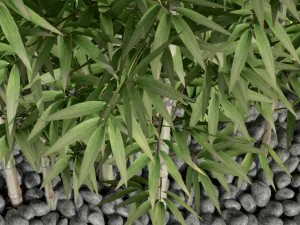 bamboo 03 3D Model