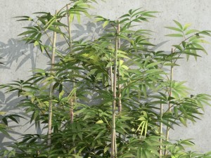bamboo 03 3D 模型