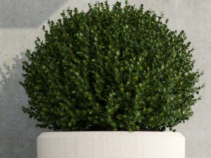 plant 38 3D Модель
