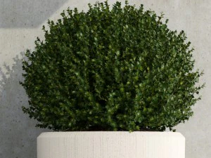 plant 38 3D Model
