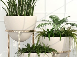 room plants 14 3D Model
