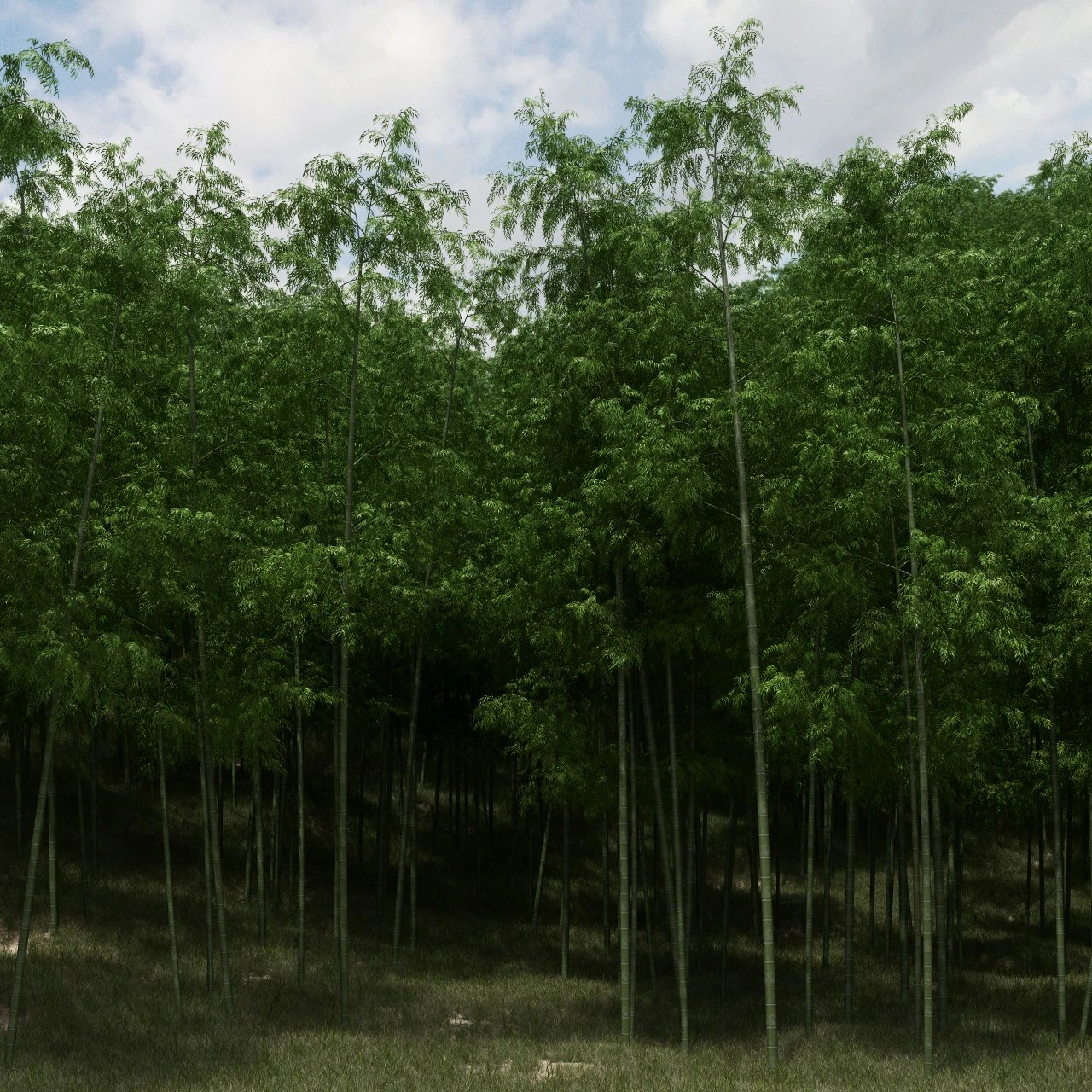 bamboo trees for scatter 02 3D Model .c4d .max .obj .3ds .fbx .stl .blend 