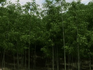 bamboo trees for scatter 02 3D 模型