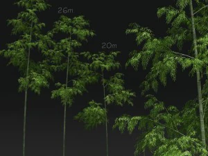 bamboo trees for scatter 02 3D Model