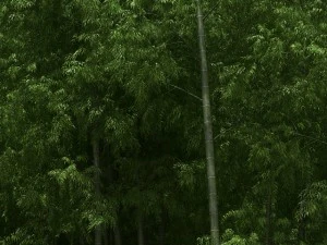 bamboo trees for scatter 02 3D Model
