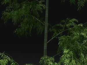 bamboo trees for scatter 02 3D Model