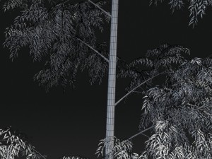 bamboo trees for scatter 02 3D 모델