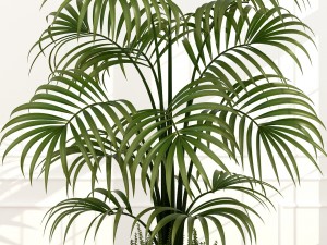 plants collection 51 3D 模型