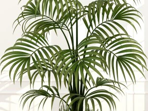 plants collection 51 3D Model