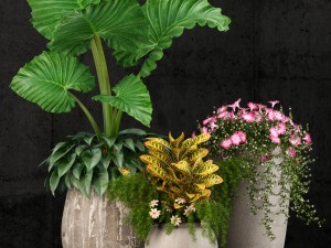 plants collection 52 Modelo 3D
