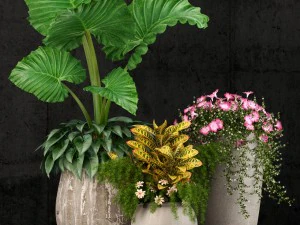 पौधों का संग्रह 52 3D मॉडल