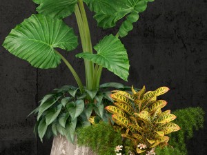 plants collection 52 3D मॉडल
