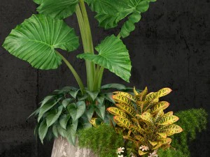 plants collection 52 3D Model