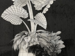 plants collection 52 3D मॉडल
