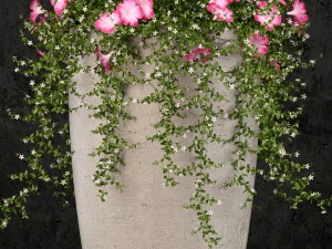plants collection 52 3D मॉडल