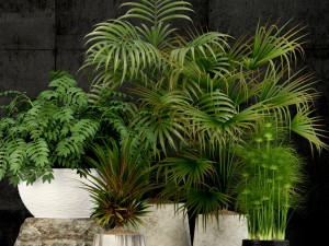 plants collection 53 3D Model