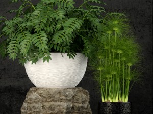 plants collection 53 3D Model