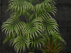 plants collection 53 3D Model