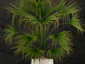 plants collection 53 3D Model