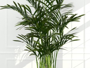 plants collection 54 3D Model