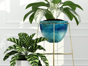 plants collection 54 3D Model