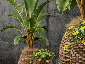 растение 54 коллекция растений 55 3D Модель