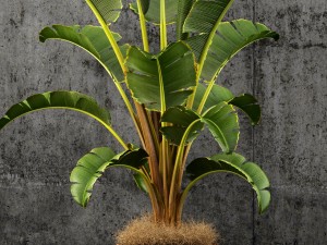 plant 54 plants collection 55 3D मॉडल