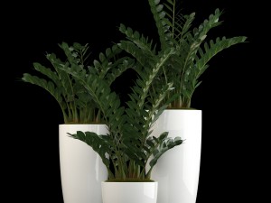 plants collection 56 3D Model