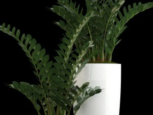 plants collection 56 3D Model