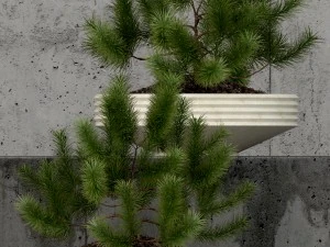 plants collection 58 3D Model