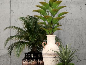 plants collection 59 3D Model